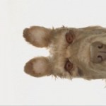 Wes Anderson presenta su nuevo trabajo, «Isle of Dogs»