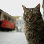 “Kedi (Gatos de Estambul)”; notable documental sobre nuestra conexión emocional con los felinos que nos rodean